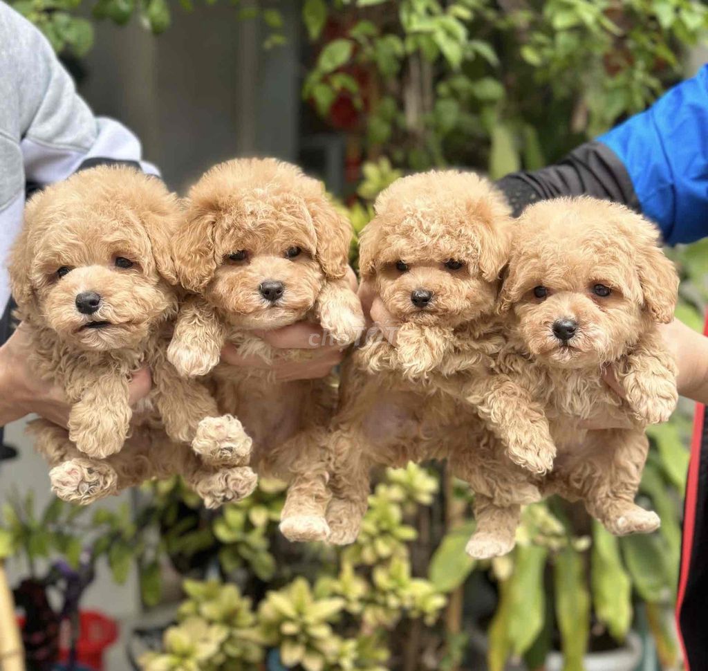 chó poodle vàng mơ thuần chủng