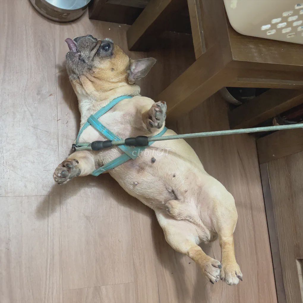 Chó Bull Pháp đực 2 tuổi. Mua bán Chó tại Quận Ba Đình Hà Nội được đăng bởi Vũ Nguyễn hình 1