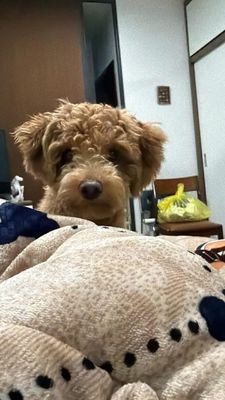 Poodle cafe - 8 tháng tuổi - đã tiêm đầy đủ