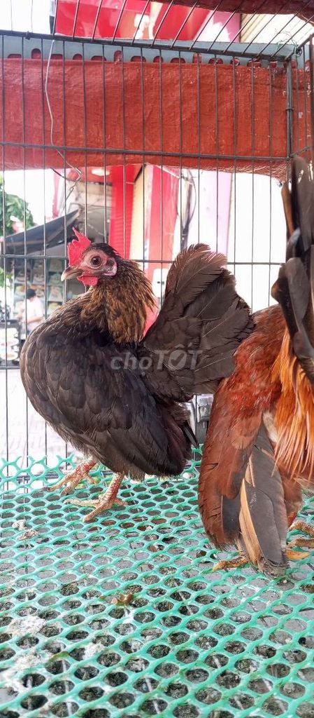 Gà Serama mini. Mua bán Gà tại Quận Bình Tân Tp Hồ Chí Minh được đăng bởi cửa hàng minh trí hình 1