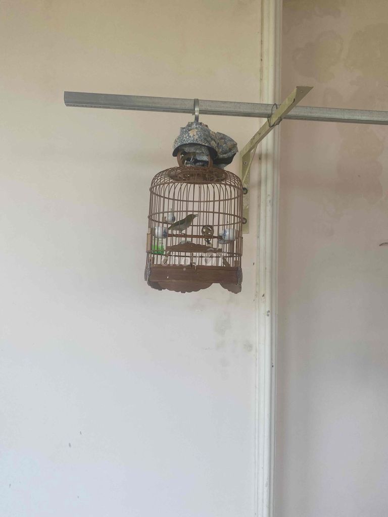 Chim Khoen xanh Bổi lỡ. Mua bán Chim tại Thành phố Vũng Tàu Bà Rịa - Vũng Tàu được đăng bởi tien hình 1