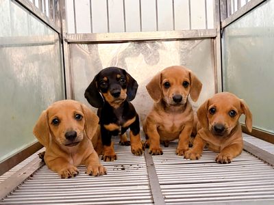 Chó Lạp xưởng đen,vàng đực cái