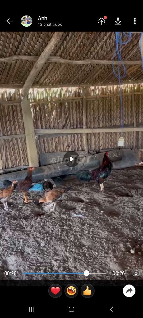 Bán gà nòi nuôi, gà chuẩn bị lớn khỏe mạnh. Mua bán Gà tại Huyện Cần Giuộc Long An được đăng bởi Anh Mười hình 1