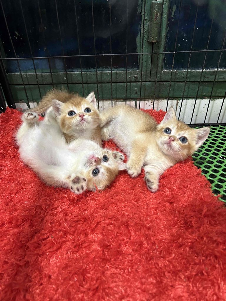 Còn em golden ny12 cái cuối thôi nè. Mua bán Mèo tại Quận 11 Tp Hồ Chí Minh được đăng bởi Ngọc Ngọc Meow hình 3