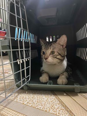 TẶNG MÈO ANH LÔNG NGẮN CÓ ZÍA. Mua bán Mèo tại Huyện Bình Chánh Tp Hồ Chí Minh được đăng bởi BÔNG HỒNG TÍM