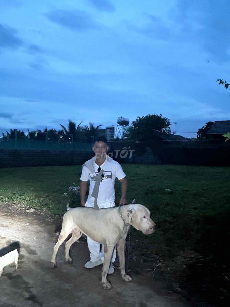 Chó Great Dane đực. Mua bán Chó tại Thành phố Buôn Ma Thuột Đắk Lắk được đăng bởi Lê Văn Nhật Huy hình 1