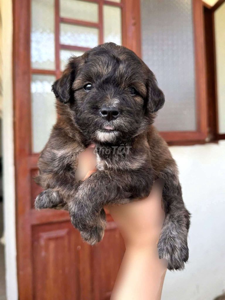 Chó Poodle lai Phốc Sóc. Mua bán Chó tại Quận Bình Tân Tp Hồ Chí Minh được đăng bởi Như  hình 1