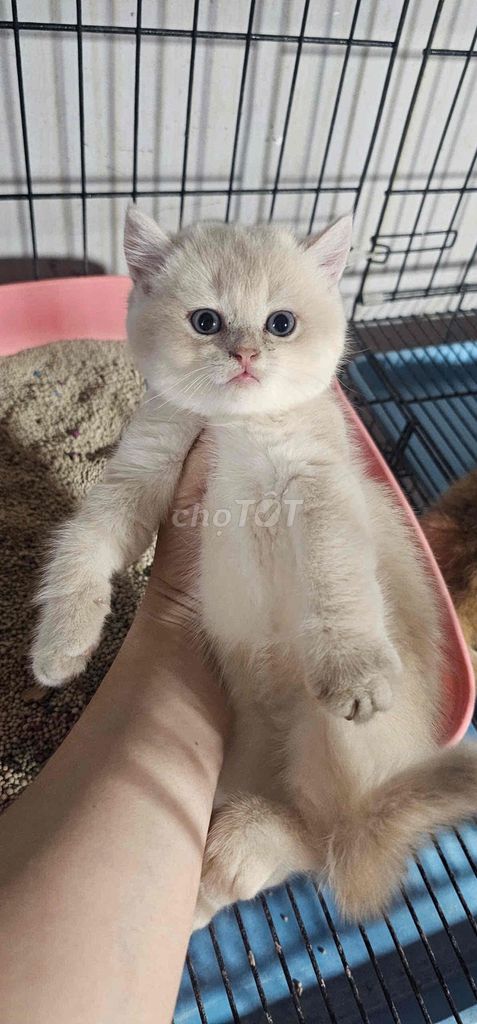 Mèo Anh. Mua bán Mèo tại Thành phố Thủ Đức Tp Hồ Chí Minh được đăng bởi minh chiến hình 1