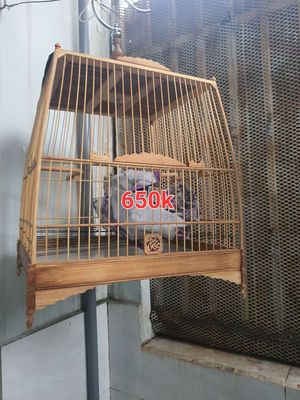 Thái đấu chim ko hợp ,cần chia lại. Mua bán Chim tại Quận Bình Tân Tp Hồ Chí Minh được đăng bởi Linh trần 78