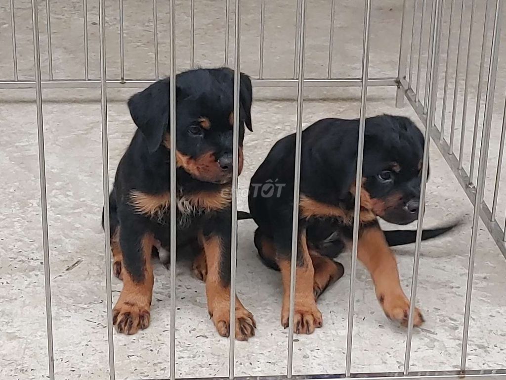 Chó Rottweiler.BTPT.