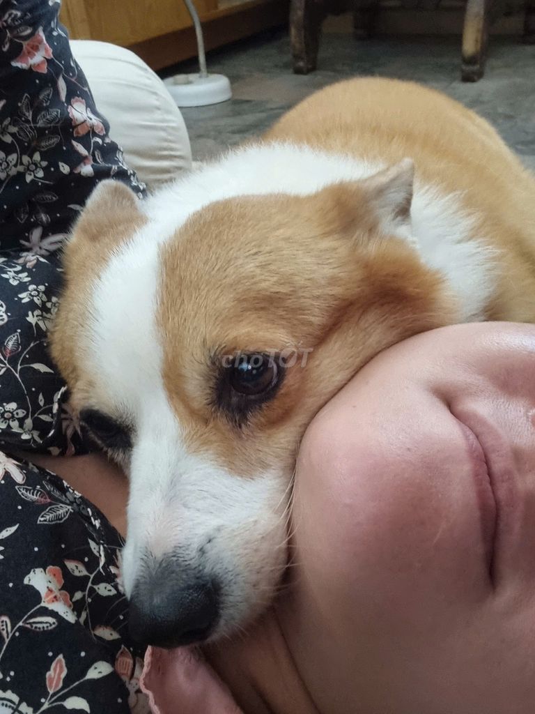 CORGI CÁI DỄ ĂN