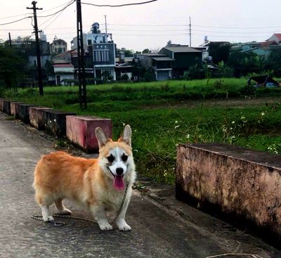 Chó Corgi đực 10 tháng