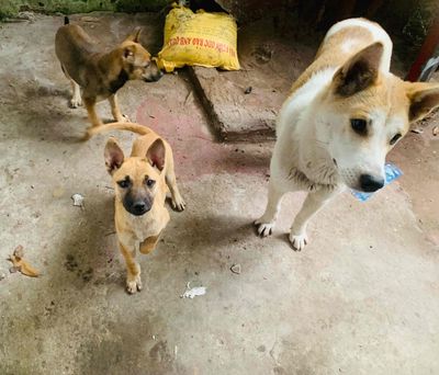 CHÓ TA LAI BEC 4 THÁNG