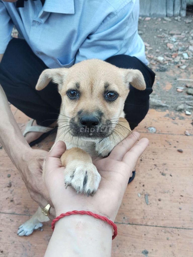 Chó Becgie lai đực cái 4-5kg. Mua bán Chó tại Huyện Nhà Bè Tp Hồ Chí Minh được đăng bởi yến hình 1