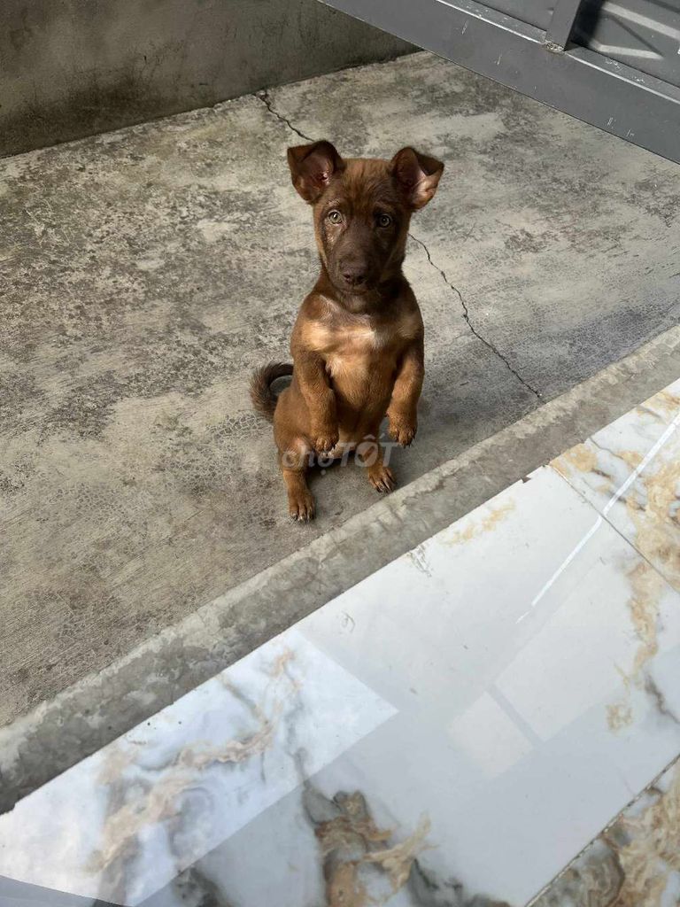 Chó cỏ chân lùn 4 tháng tuổi. Mua bán Chó tại Thị xã Phú Mỹ Bà Rịa - Vũng Tàu được đăng bởi Nguyễn Huy hình 1