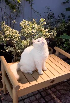 Mèo Golden Point trắng form siêu xinh