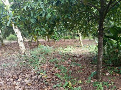 Bán đất Bảo Vinh có 300m² thổ cư giá chỉ 1,480tỷ/sào(gần 6sào6). Mua bán đất tại Thành phố Long Khánh Đồng Nai được đăng bởi Cù Đức Lâm
