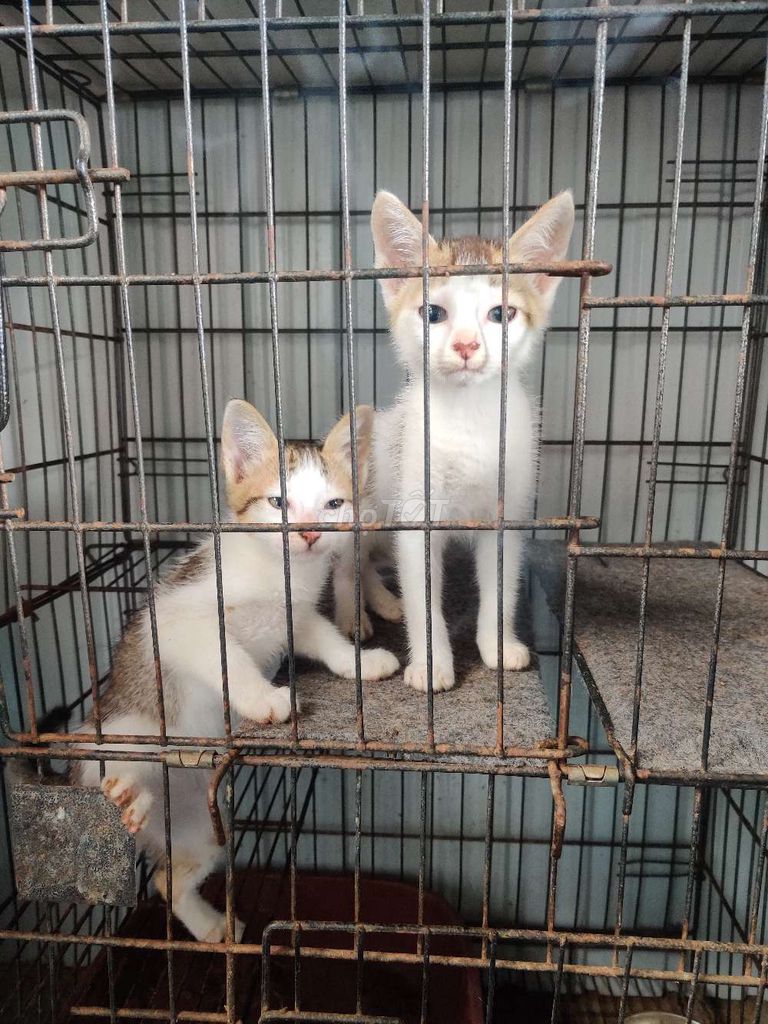 Cho Mèo tam thể con. Mua bán Mèo tại Thành phố Đà Lạt Lâm Đồng được đăng bởi Hieumedia hình 1