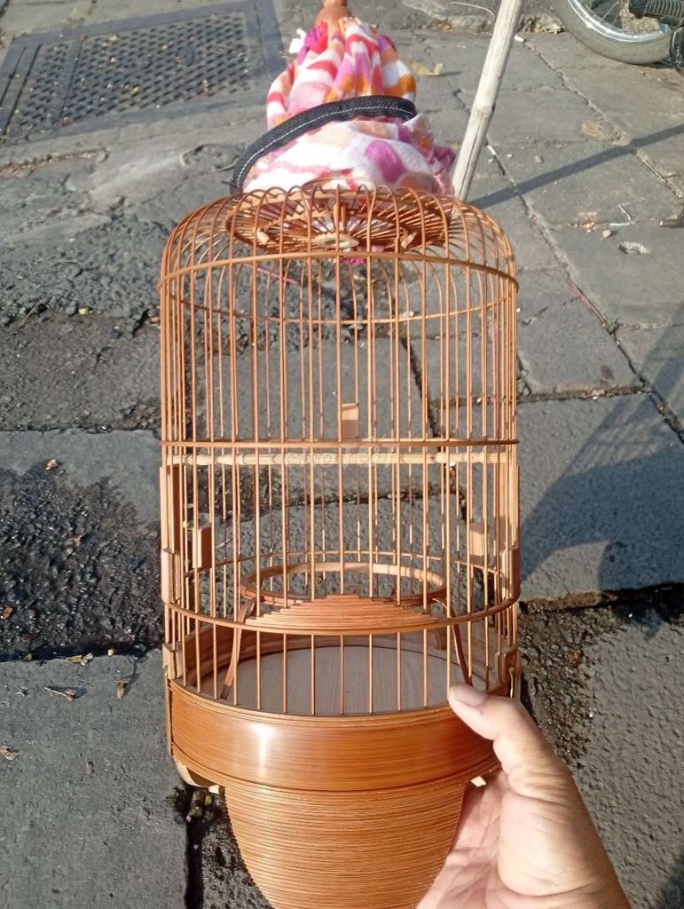 chim khoen,lồng. Mua bán Chim tại Quận 6 Tp Hồ Chí Minh được đăng bởi chuyên 7 màu hình 1