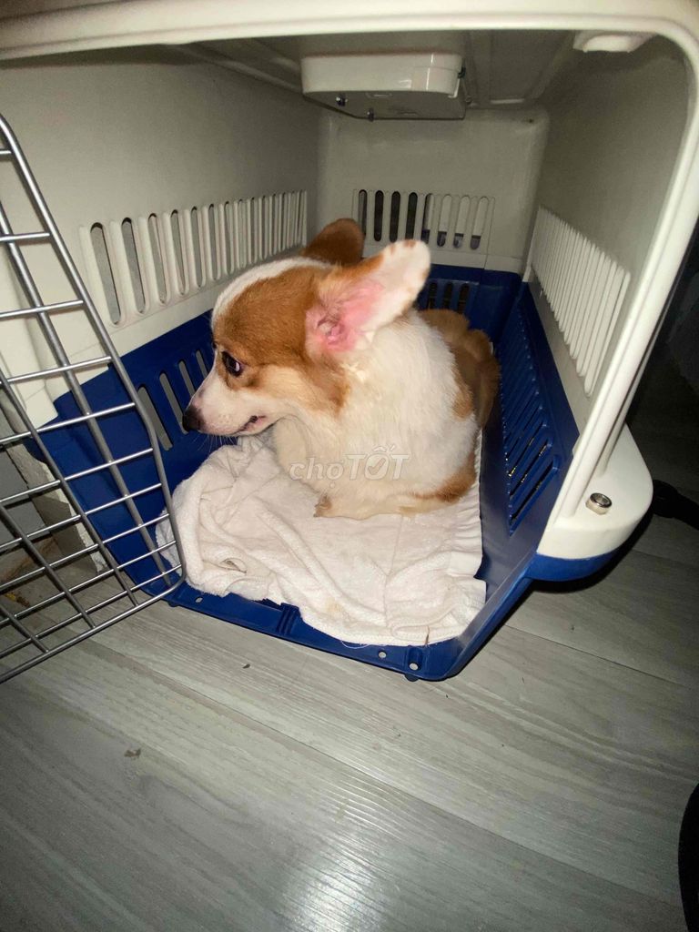 chó corgi. Mua bán Chó tại Quận 8 Tp Hồ Chí Minh được đăng bởi Nhóc Ken hình 2