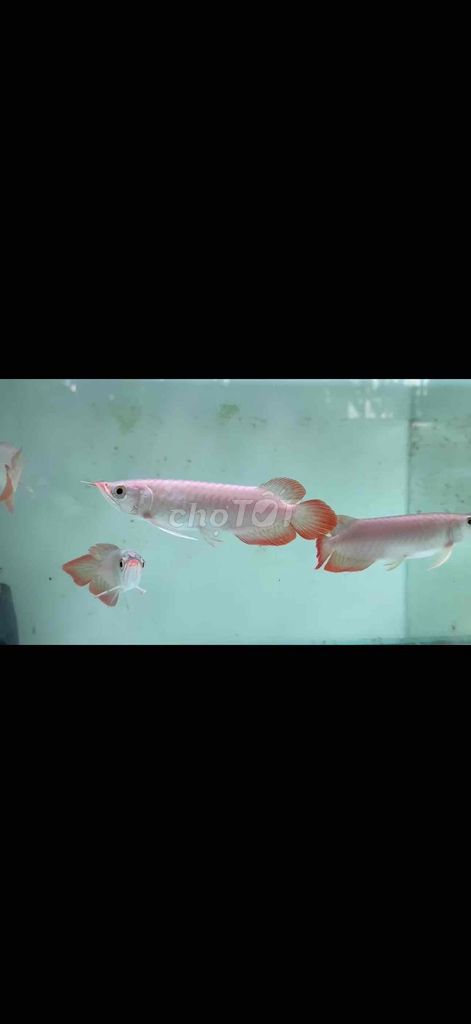 Cá rồng Huyết Long. Mua bán Thú cưng khác tại Quận 11 Tp Hồ Chí Minh được đăng bởi Anh Thư hình 1