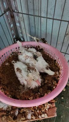 CẶP RIN CU GÁY THÁI