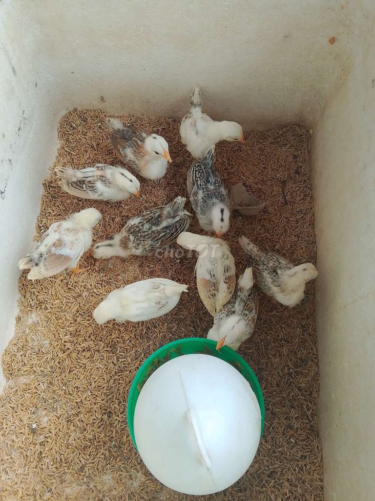 Gà Serama 2.5 tháng 10 con. Mua bán Gà tại Huyện Phong Điền Cần Thơ được đăng bởi Vinh Mai hình 1
