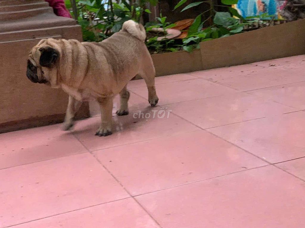 Đi nước ngoài không chăm Pug đc