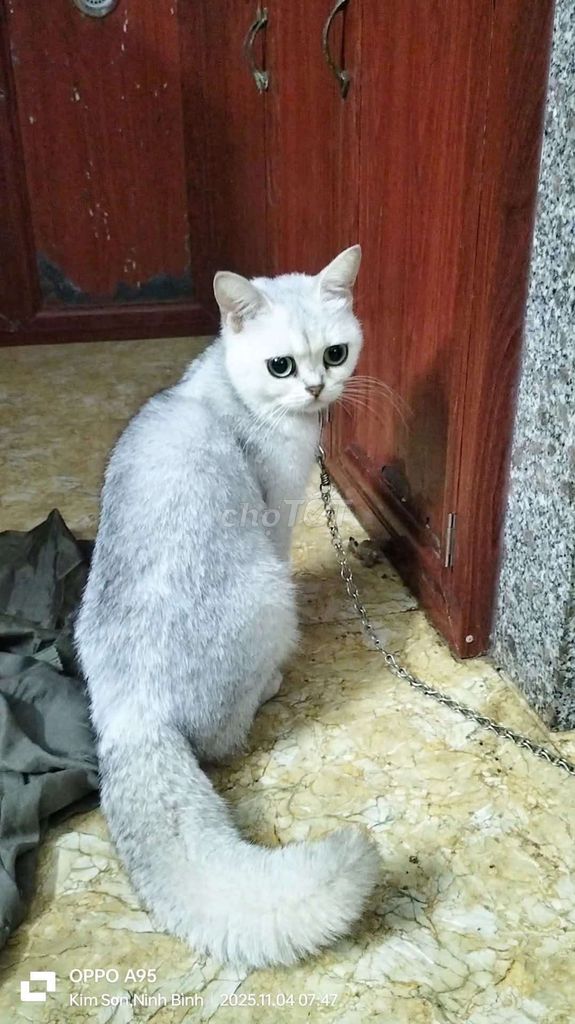 Mèo Silver cái 18 tháng. Mua bán Mèo tại Huyện Kim Sơn Ninh Bình được đăng bởi thái nguyễn hình 1