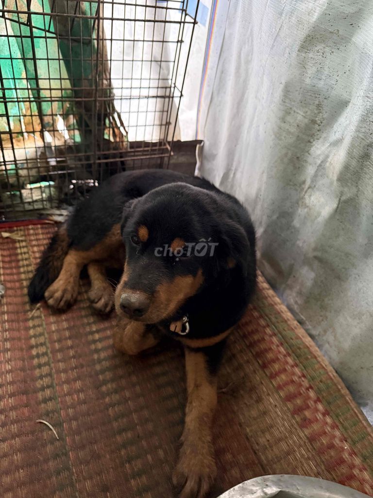 Chó con Rottweiler hơn 3 tháng tuổi tiêm ngừa rồi. Mua bán Chó tại Huyện Chợ Mới An Giang được đăng bởi Tâm FAW hình 1
