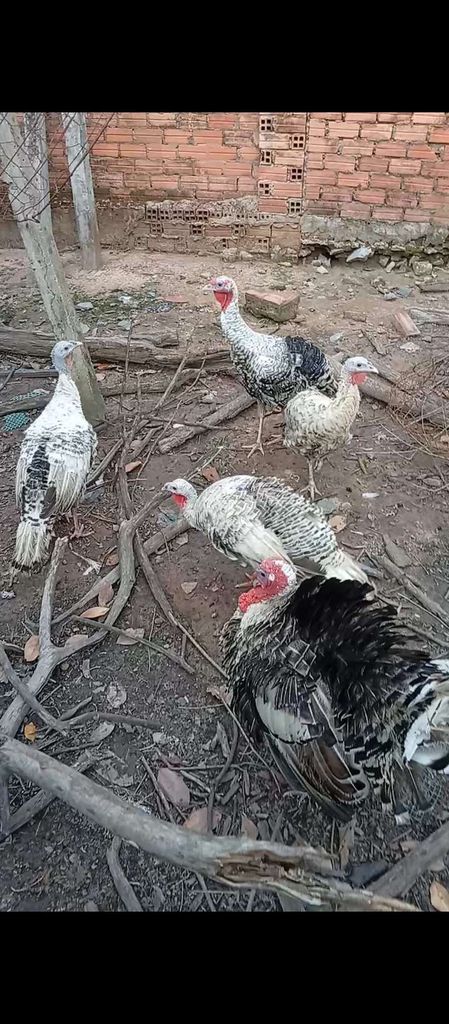 Cần bán 5con gà Tây Huba gà lôi. Mua bán Gà tại Huyện Củ Chi Tp Hồ Chí Minh được đăng bởi Nguyễn Huy hình 1