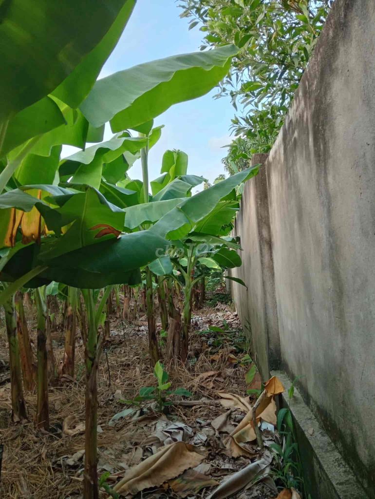 cần bán đất nông nghiệp , diện tich 2250m2 , đã có sổ hồng. Mua bán đất tại Huyện Trảng Bom Đồng Nai được đăng bởi luu thi thanh huong hình 5