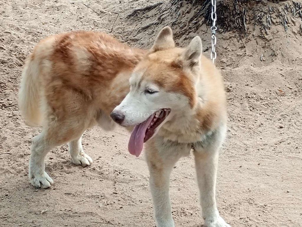 Chó Husky đực Nâu trắng. Mua bán Chó tại Thành phố Gia Nghĩa Đắk Nông được đăng bởi Nhân Rottweiler  hình 1