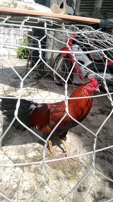 Gà lai sí 3kg2 xanh điều cua trắng cua đen. Mua bán Gà tại Thành phố Bến Tre Bến Tre được đăng bởi hung