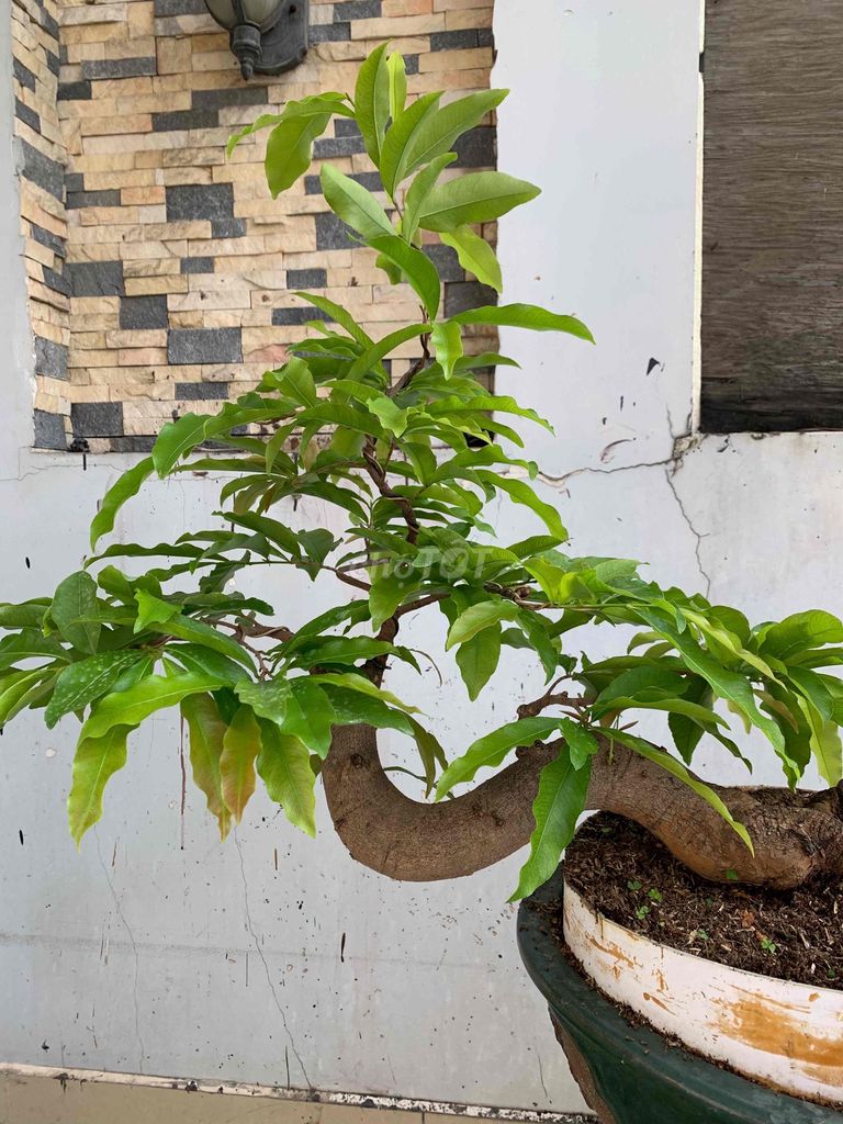 mai vàng bonsai ghép siêu bông sg,cây rất khoẻ