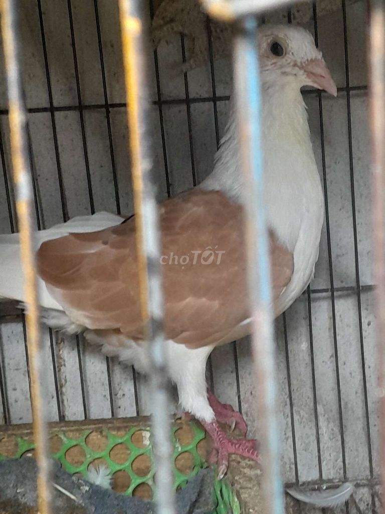 Chim bồ câu mái. Mua bán Chim tại Quận Bình Tân Tp Hồ Chí Minh được đăng bởi GIA HƯNG hình 1