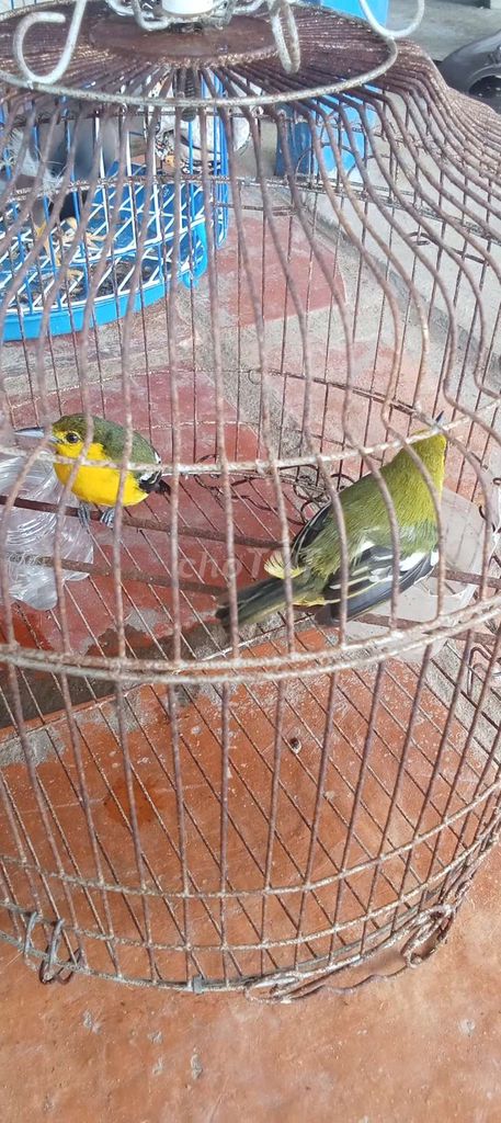 Chim cảnh Vàng, xanh lá. Mua bán Chim tại Thị xã Duyên Hải Trà Vinh được đăng bởi Chim Cảnh Thiên Nhiên  hình 1