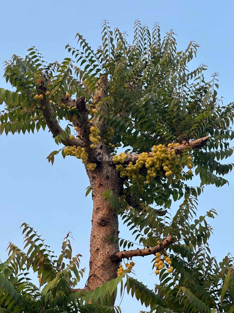 Cây chùm ruột gần 40 năm siêu trái. Mua bán Cây cảnh, đồ trang trí tại Huyện Thăng Bình Quảng Nam được đăng bởi Nguyễn Ngọc Bích Hằng hình 1