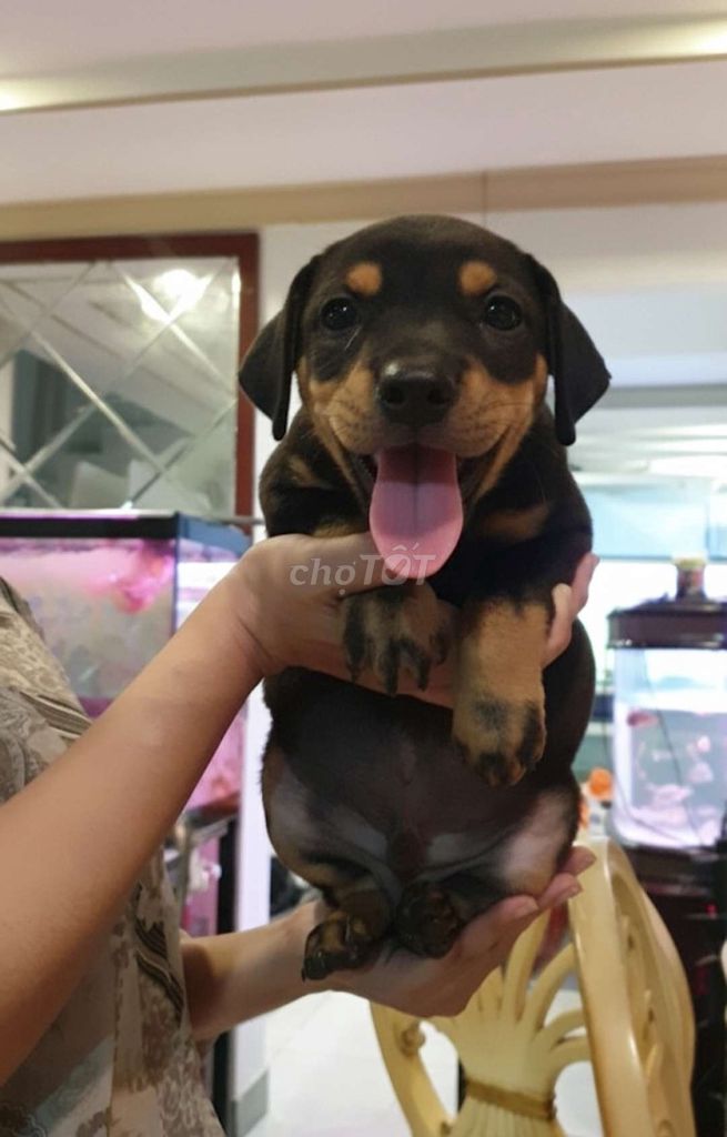 Bé Rottweiler 2 tháng tuổi. Mua bán Chó tại Huyện Hóc Môn Tp Hồ Chí Minh được đăng bởi Chó Quý Sài Gòn hình 1