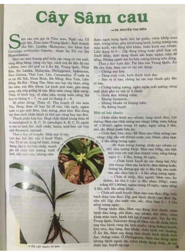 sâm cau -dùng tốt cho SK