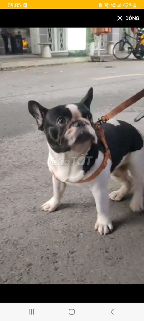 Chó Bull Pháp Đực Đen trắng 1 tuổi đã chích ngừa. Mua bán Chó tại Thành phố Thủ Dầu Một Bình Dương được đăng bởi Gia An hình 1