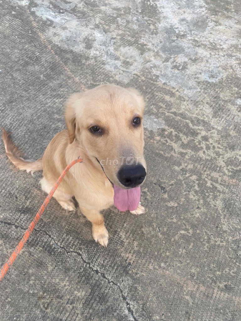 Chó Golden Retriever đực thuần chủng 10 tháng. Mua bán Chó tại Quận Hải Châu Đà Nẵng được đăng bởi Nguyễn Phạm Quốc Huy hình 5