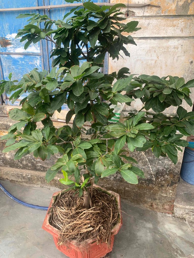 Mai đọt xanh Quảng Nam 5 năm 6 cánh. Mua bán Cây cảnh, đồ trang trí tại Thị xã Điện Bàn Quảng Nam được đăng bởi denđen hình 1