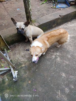 Cần bán 2 em bull pháp + corgi hơn 1 tuổi .