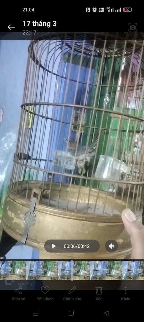 chim sau đầu đỏ. Mua bán Chim tại Quận Bình Tân Tp Hồ Chí Minh được đăng bởi Huy hình 1