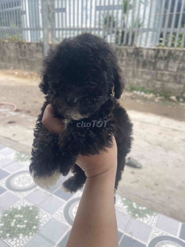 Chó Poodle Tini Đực Đen Đã tiêm phòng. Mua bán Chó tại Thành phố Rạch Giá Kiên Giang được đăng bởi an nhiên  hình 1