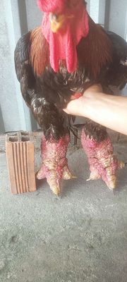 Giảm giá còn 300k 1kg gà chân khủng ❤❤❤. Mua bán Gà tại Thành phố Thủ Đức Tp Hồ Chí Minh được đăng bởi chuyên cung cấp gà đông tảo thuần chủng 