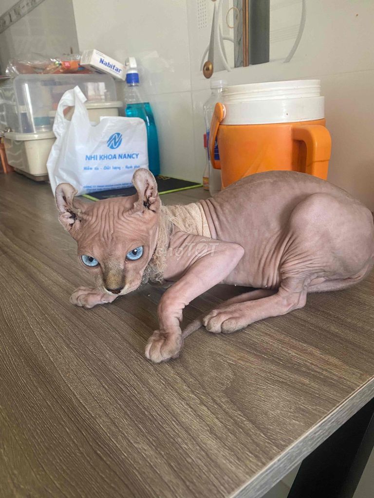 Sphynx Gái