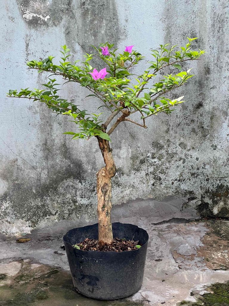 Cây cảnh Hoa giấy Vạn hoa lầu Hồng. Mua bán Cây cảnh, đồ trang trí tại Quận Cái Răng Cần Thơ được đăng bởi Cây Cảnh Giá Rẻ hình 1