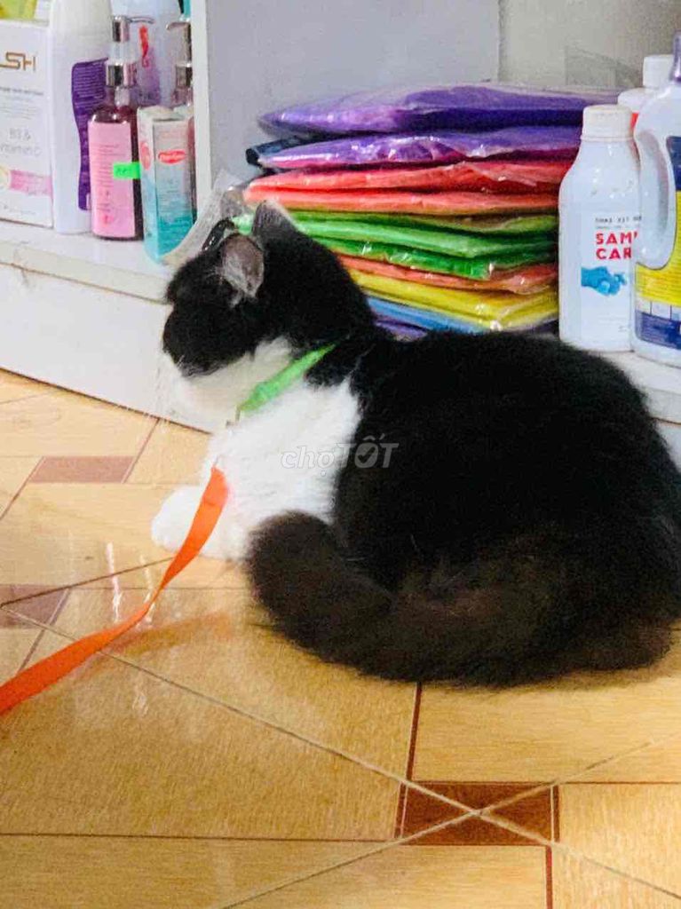 TÌM NHÀ MỚI CHO BÉ MỦN. Mua bán Mèo tại Quận Bắc Từ Liêm Hà Nội được đăng bởi TIỂU BĂNG BĂNG  hình 2